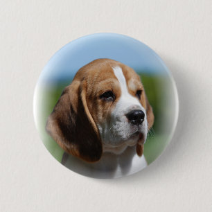 Beagle-Welpen-Knopf Button