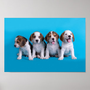 Beagle Welpen Poster
