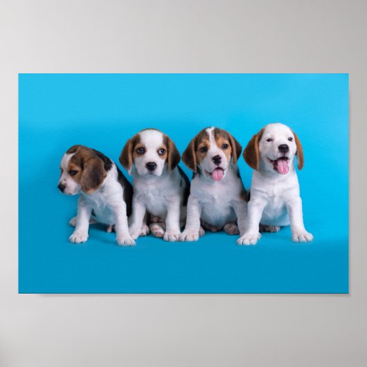 Beagle Welpen Poster (Vorne)