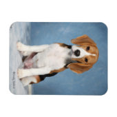Beagle Welpenmagnet Magnet (Horizontal)