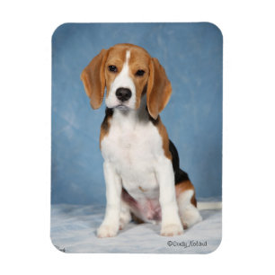 Beagle-Welpenmagnet Magnet