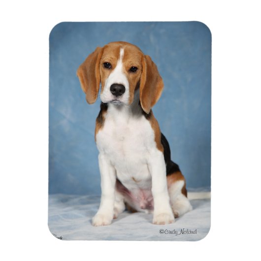 Beagle Welpenmagnet Magnet (Vertikal)