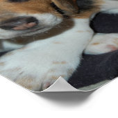 Beagle Welppies Poster (Ecke)