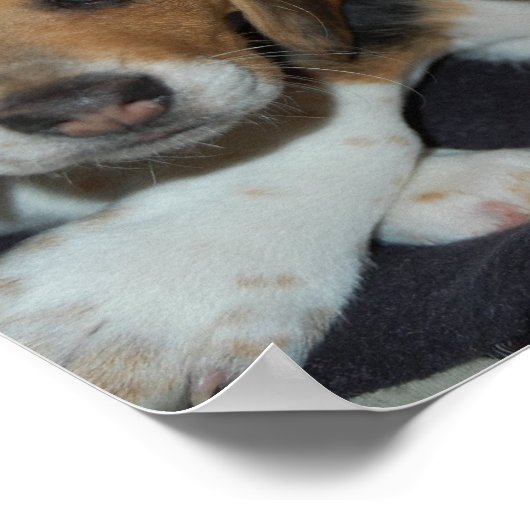 Beagle Welppies Poster (Ecke)