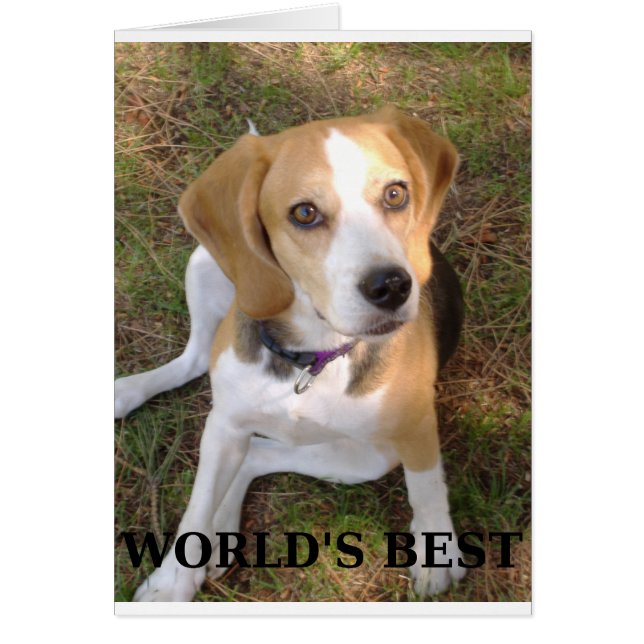 Beagle Welten am besten (Vorne)