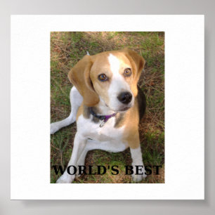 Beagle Welten am besten Poster