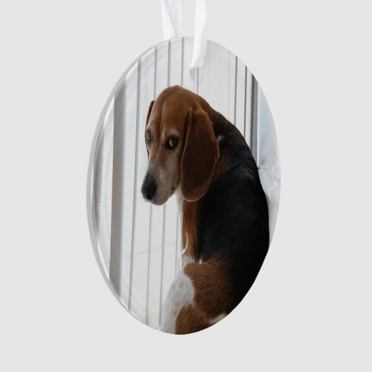 Beaglehaltung Ornament (Vorderseite)
