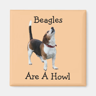 Beagles sind ein Heulen-lustiger Hund Magnet