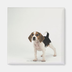 Beaglewelpe Magnet