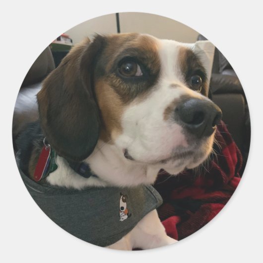 Beaglier- Beagle Bae dog Stickers Bea Streaming  (Vorderseite)