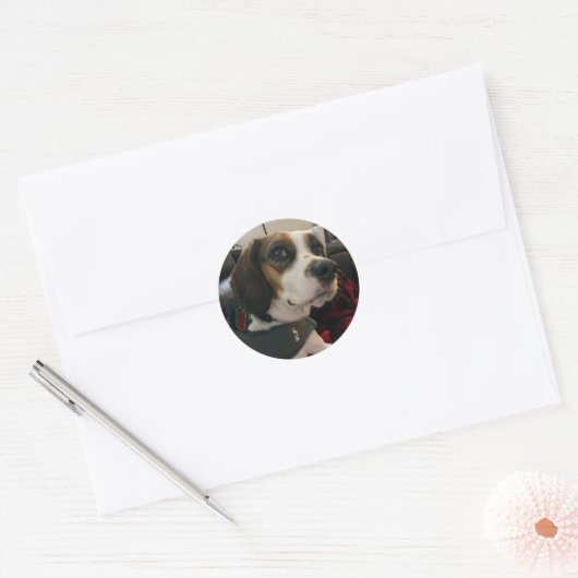 Beaglier- Beagle Bae dog Stickers Bea Streaming  (Umschlag)