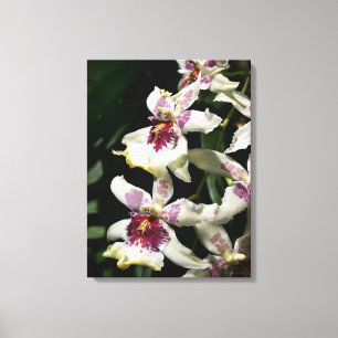 Beallara Orchid Art Wrapped Canvas -18x24 Leinwanddruck