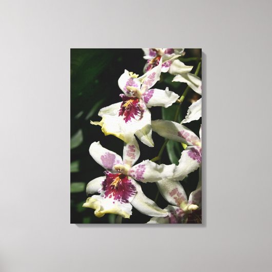 Beallara Orchid Art Wrapped Canvas -18x24 Leinwanddruck (Vorderseite)