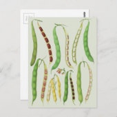Bean-Sorten von Ernst Benary Postkarte (Vorne/Hinten)