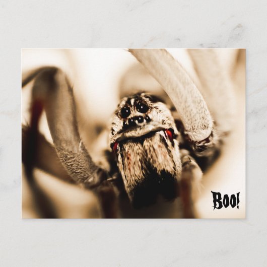 Beängstigend Wolf Spider Postkarte (Vorderseite)