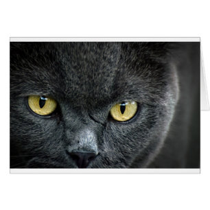 Beängstigende Augen der Katze