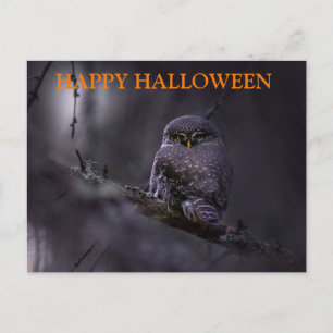 Beängstigende Halloween-Nacht mit Owls Postkarte