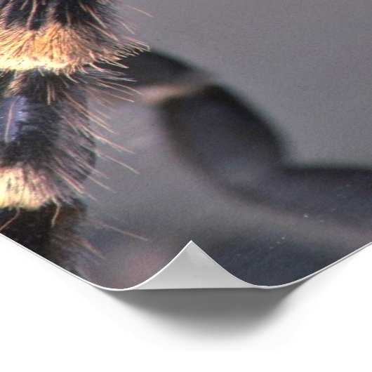 Beängstigende Tarantula Poster (Ecke)