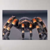 Beängstigende Tarantula Poster (Vorne)