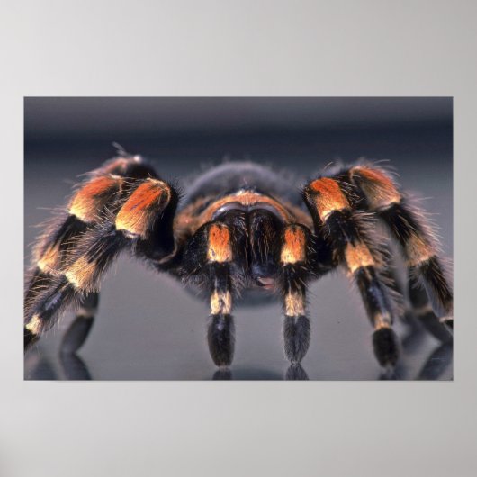 Beängstigende Tarantula Poster (Vorne)