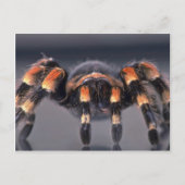 Beängstigende Tarantula Postkarte (Vorderseite)