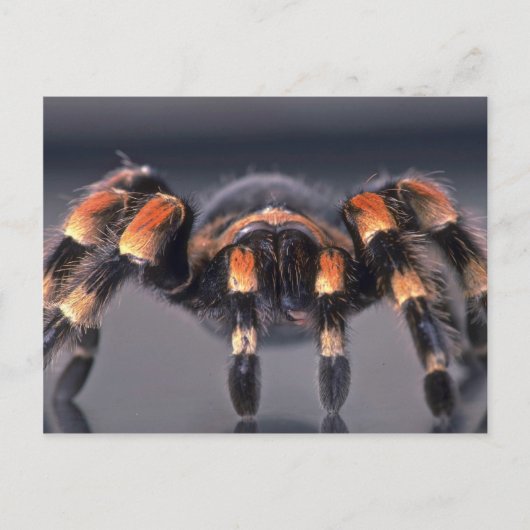 Beängstigende Tarantula Postkarte (Vorderseite)