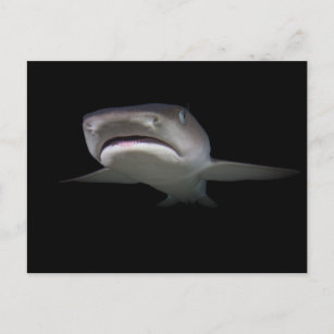 Beängstigender Hai unter Wasser bei Nacht - Leben  Postkarte