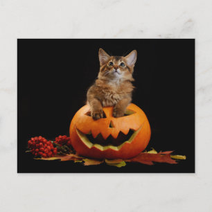 Beängstigender Halloween Pumpkin und Somali Kitten Postkarte
