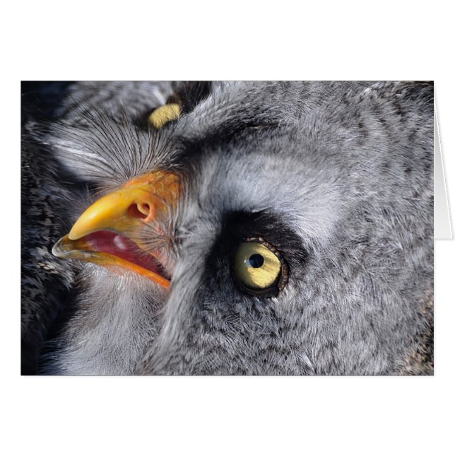 Beängstigendes Auge (Vorderseite (Horizontal))