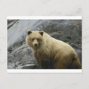 Bear Alaska Tiere Destination Nature Postkarte