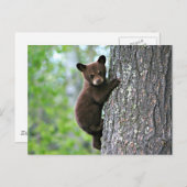 Bear Club Postkarte (Vorne/Hinten)