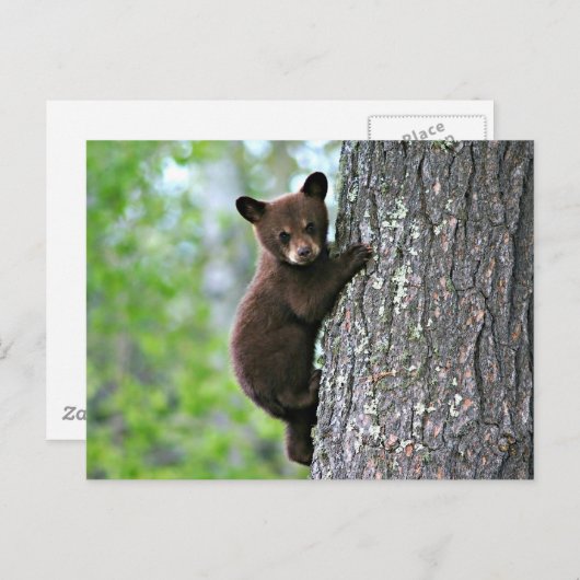 Bear Club Postkarte (Vorne/Hinten)