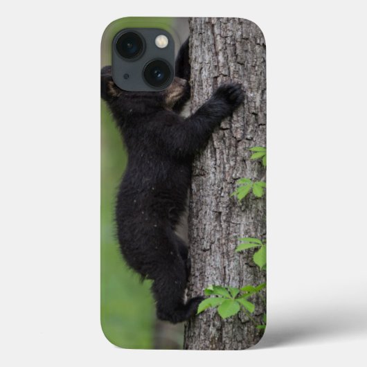 Bear Cub Climbing a Tree Case-Mate iPhone Hülle (Rückseite)