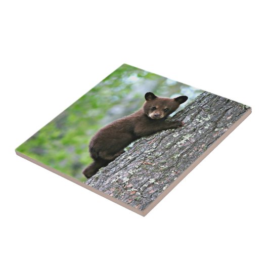 Bear Cub Climbing a Tree Fliese (Seite)