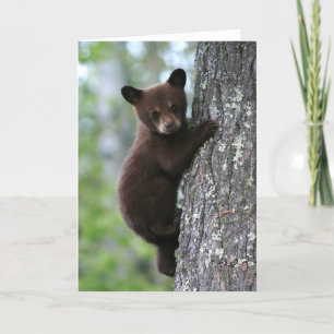 Bear Cub Climbing a Tree Karte