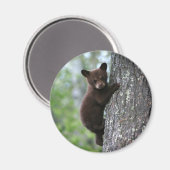 Bear Cub Climbing a Tree Magnet (Vorderseite/Rückseite)