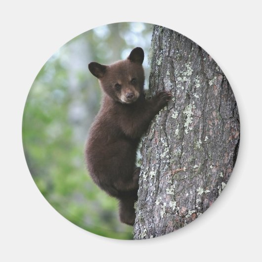 Bear Cub Climbing a Tree Magnet (Vorne)