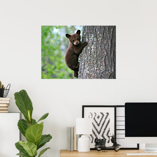 Bear Cub Climbing a Tree Poster (Heimbüro)