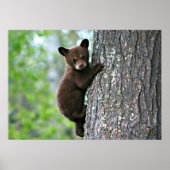 Bear Cub Climbing a Tree Poster (Vorne)