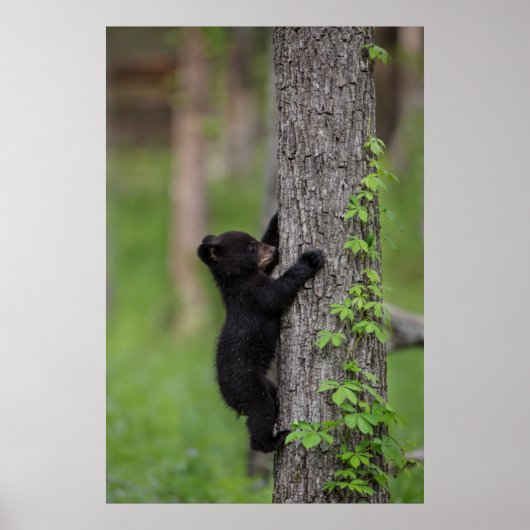 Bear Cub Climbing a Tree Poster (Vorne)