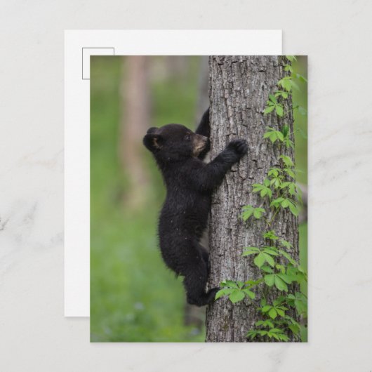 Bear Cub Climbing a Tree Postkarte (Vorne/Hinten)