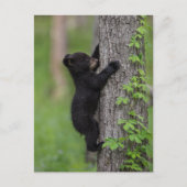 Bear Cub Climbing a Tree Postkarte (Vorderseite)