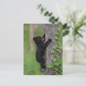 Bear Cub Climbing a Tree Postkarte (Stehend Vorderseite)
