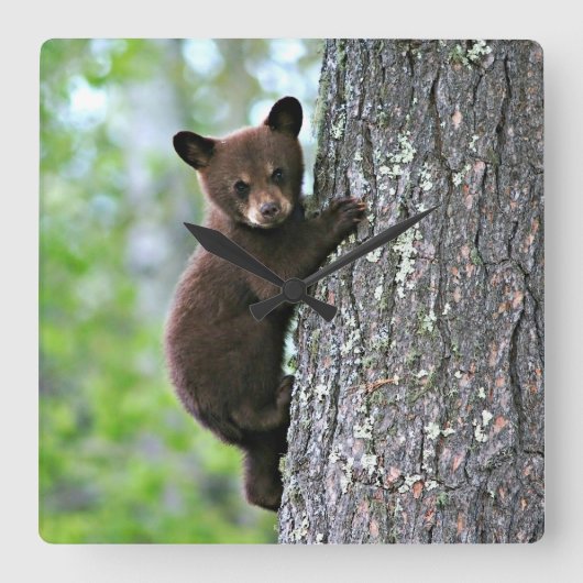 Bear Cub Climbing a Tree Quadratische Wanduhr (Vorderseite)