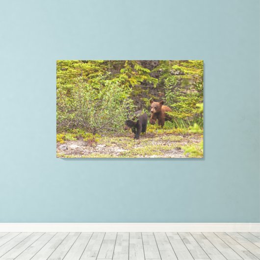 Bear Cubs Leinwanddruck (Insitu (Holzboden))