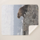 BEAR FAMILIE IN YELLOWSTONE SHERPADECKE (Vorderseite (Horizontal))