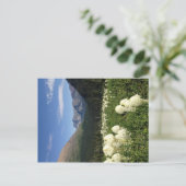 Bear Grass Glacier Nationalpark Postcard Postkarte (Stehend Vorderseite)