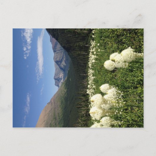 Bear Grass Glacier Nationalpark Postcard Postkarte (Vorderseite)