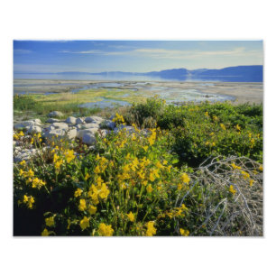 BEAR LAKE, UT, US, Affenblume & Salzkraut, Fotodruck