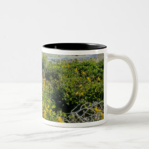 BEAR LAKE, UT, US, Affenblume & Tumbleweed, Zweifarbige Tasse